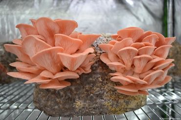 Mature Pink Oyster