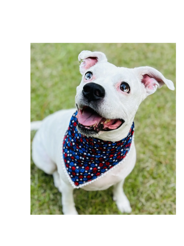 Meet Riley, the inspiration behind The Four Paws Pantry and official Quality Control Inspector!