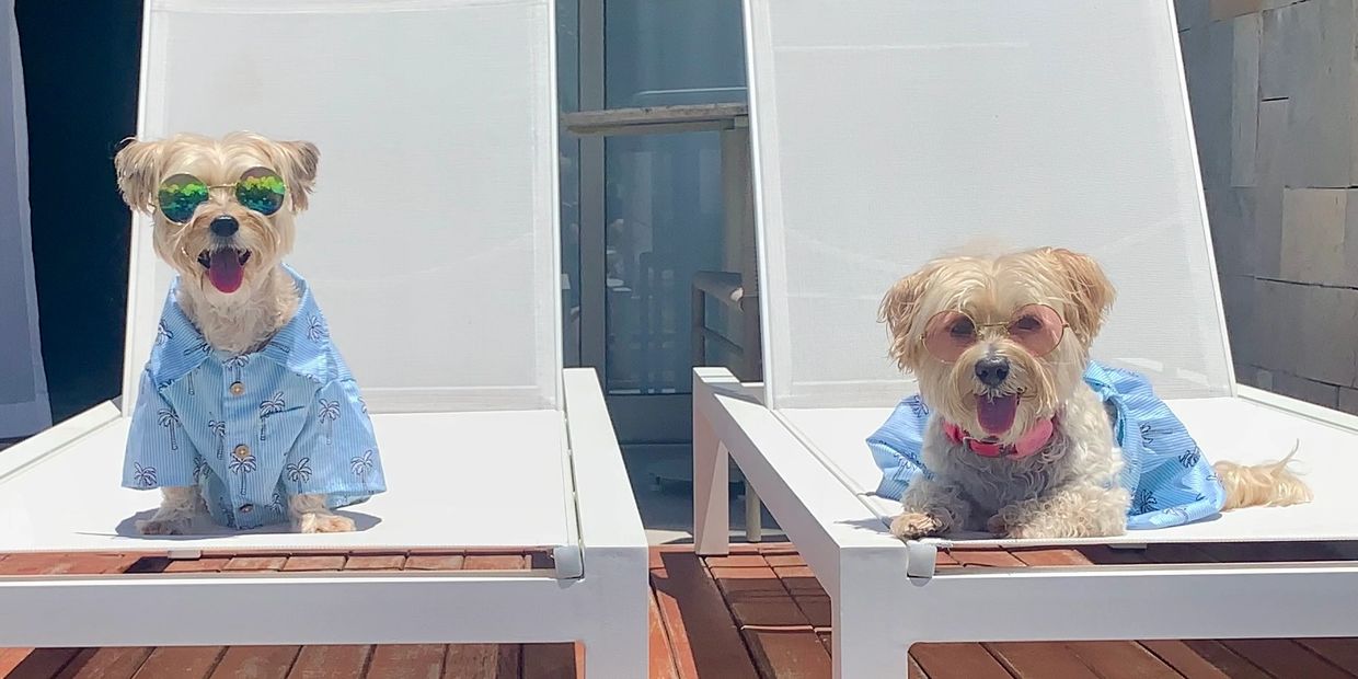 Two dogs wearing sunglasses and blue shirts lounging on white chairs.