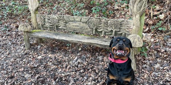 rottweiler dog with a bench and happy face in the woods