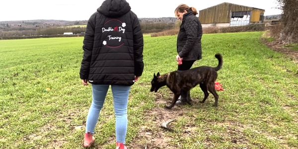 Every dog, every problem