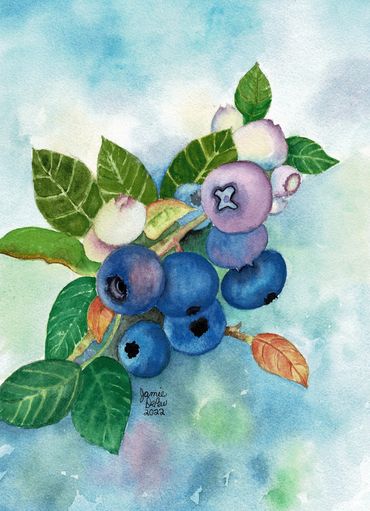 Original Watercolor Painting of Blueberries.  14 x 18-inches framed in a black frame.
