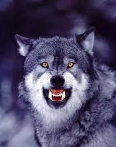 Dog Aggression behaviorist. Dog trainer Newport Beach, dog trainer Costa Mesa, dog trainer Santa Ana