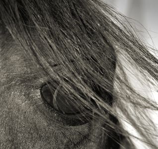 Equine eyes