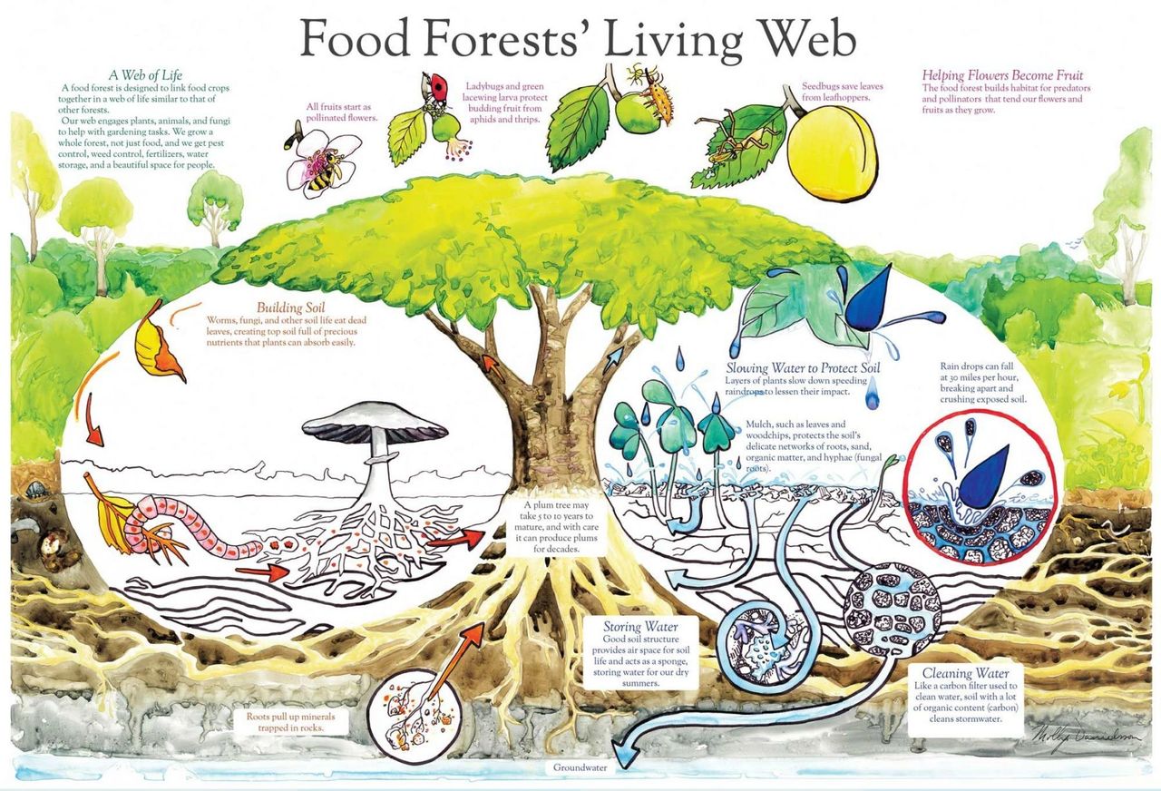 forest ecosystem pictures with animals