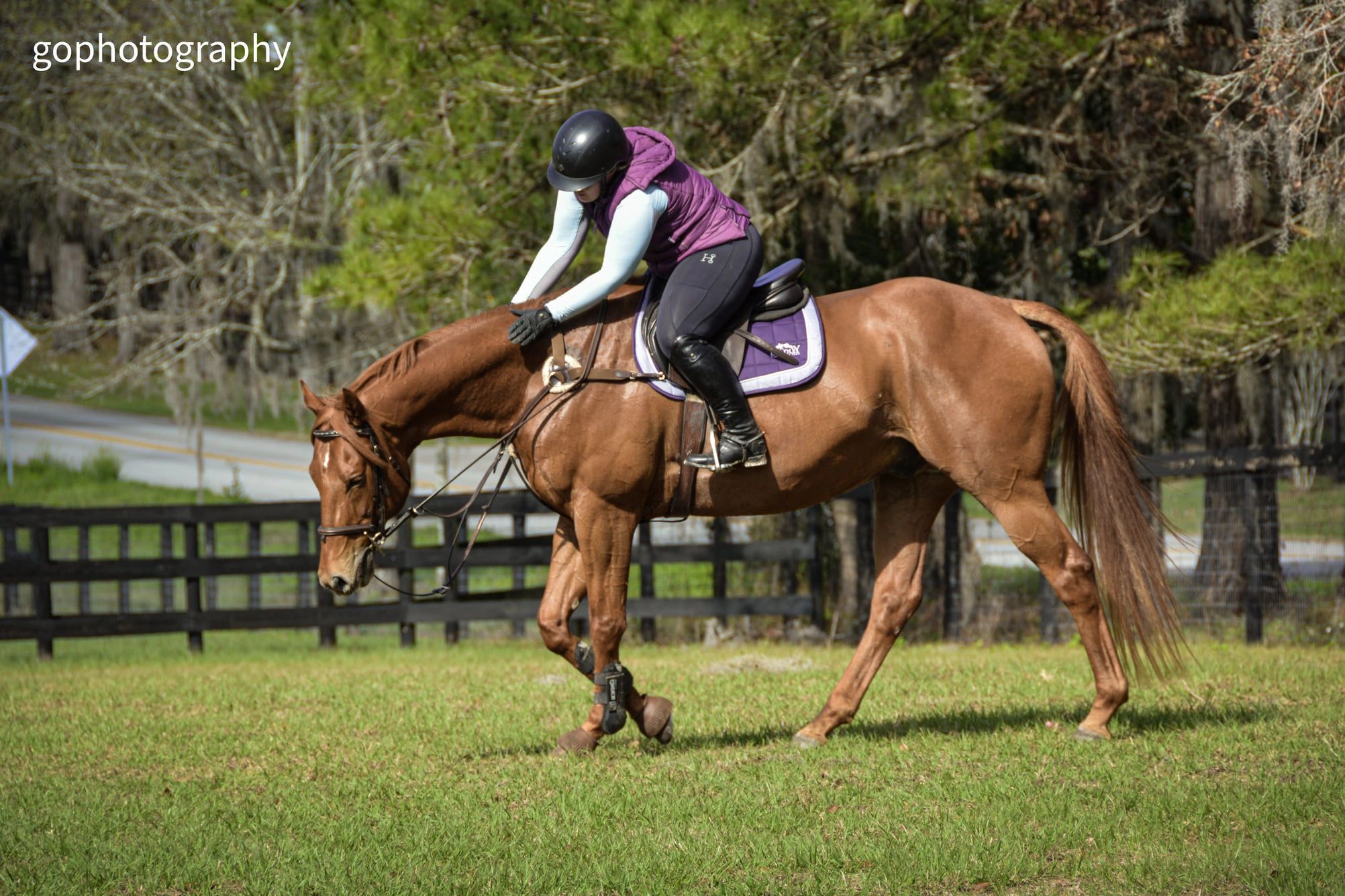 Bradley Equestrian Equestrian, Horse Training, Riding Lessons