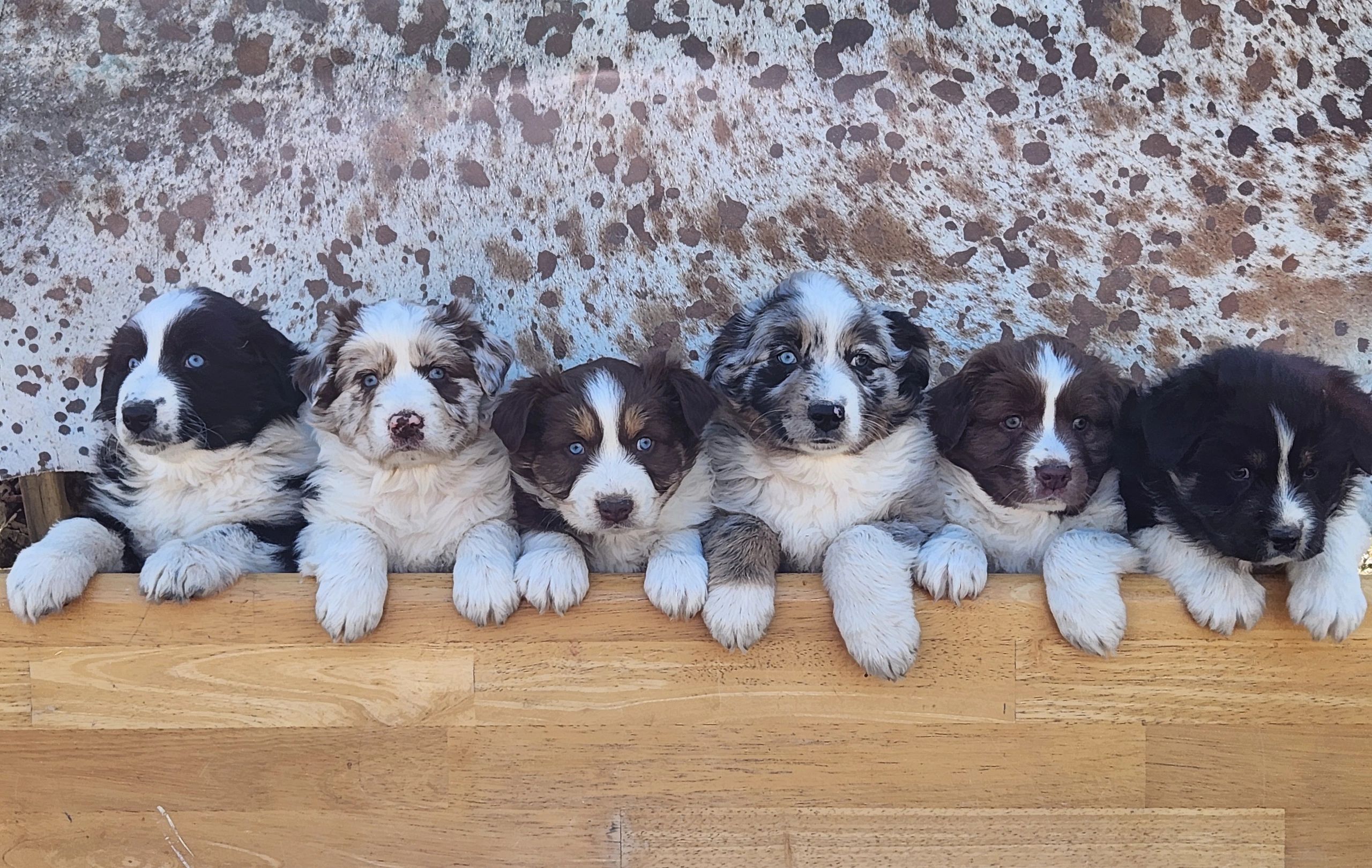 Available Pups