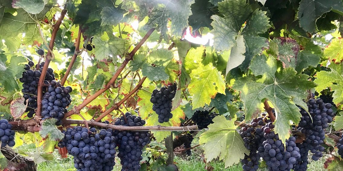 Cabernet Sauvignon grapes at Chateau 