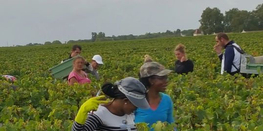 Day one of the fall harvest at Chateau Margaux, Bordeaux, France