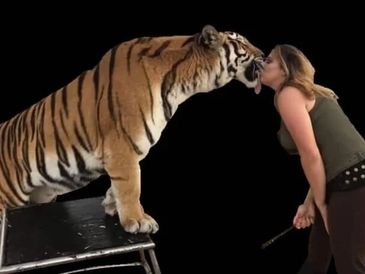 A woman kisses a tiger on the nose in a controlled setting.