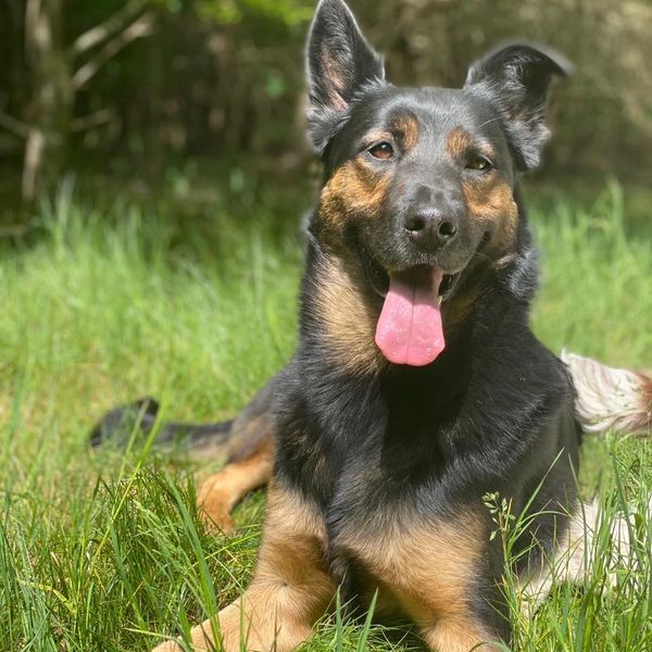 Milly is the most valued member of the team here at hounds to horses Northumberland. 