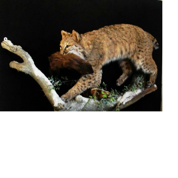 Bobcat