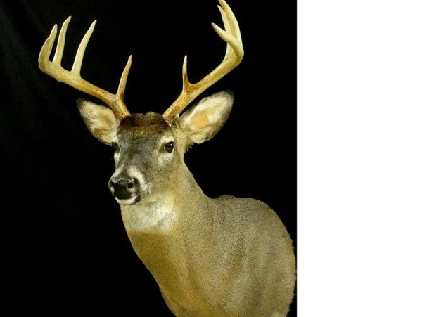 Shoulder Mount Deer 