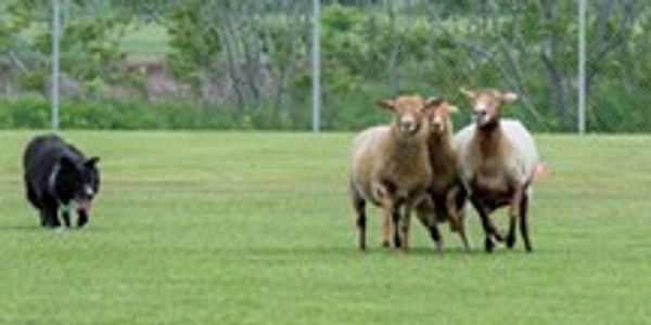 moncton highland games new brunswick sheep dog demonstration