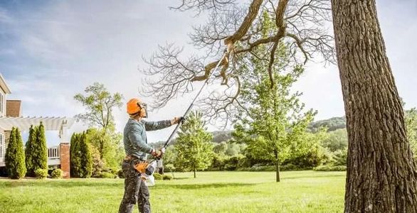 Trimming a tree