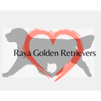 Raya Golden Retrievers