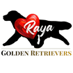 Raya Golden Retrievers
