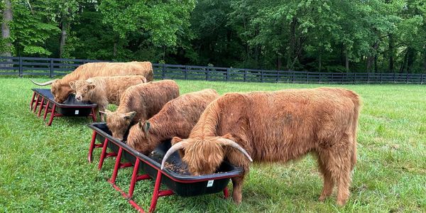 Breakfast with the highland cows