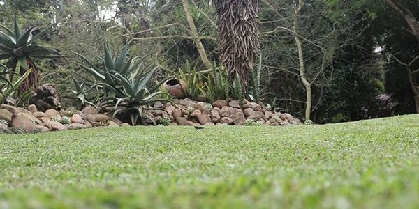 Garden Maintenance, waste removal, weeding, bushes, trimming, plants, pruning, gardener, durban