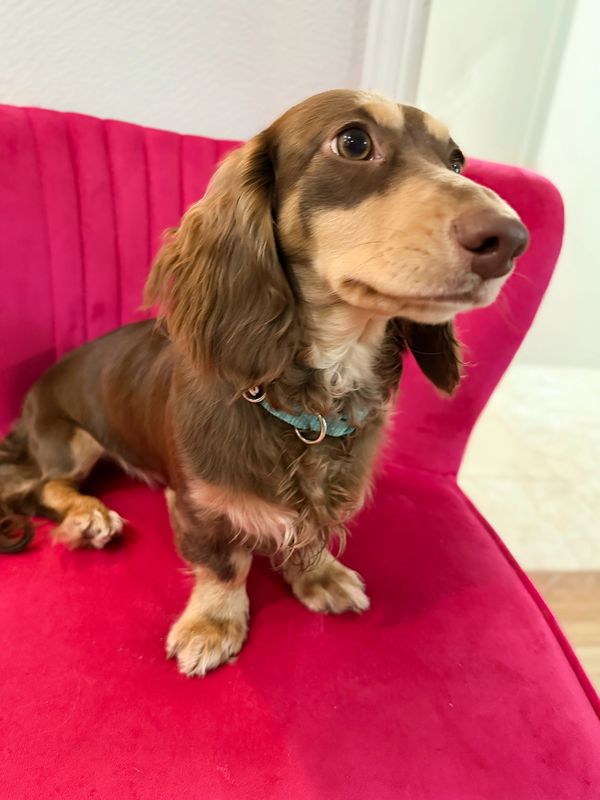Long-haired dachshund sitting on a bright pink couch.