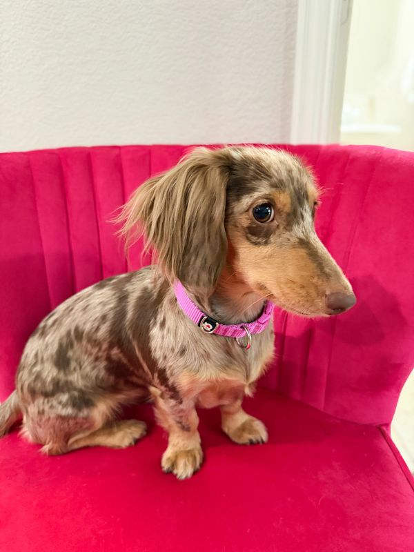 A small dappled dachshund puppy with a pink collar sitting on a red velvet chair.