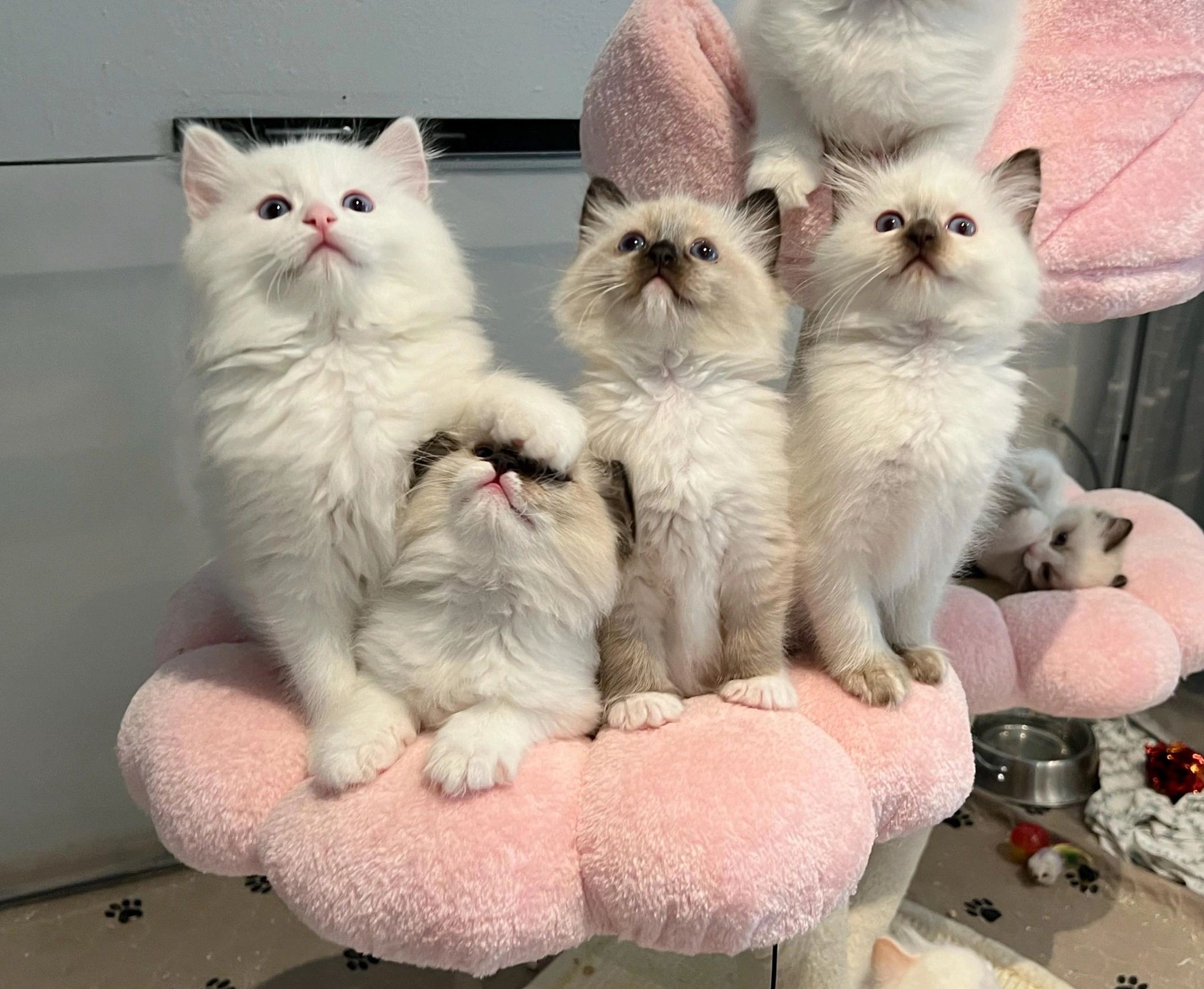 Top ragdoll breeders in the us