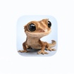 Wall Gekko