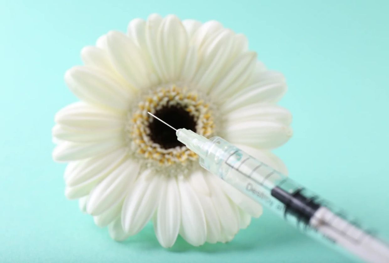 A syringe needle pointed at a white daisy flower against a blue background.
