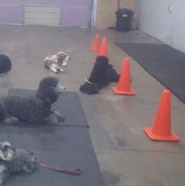 Basic obedience class. All dogs are relaxed in the down/stay lesson.