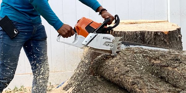 Large tree removal