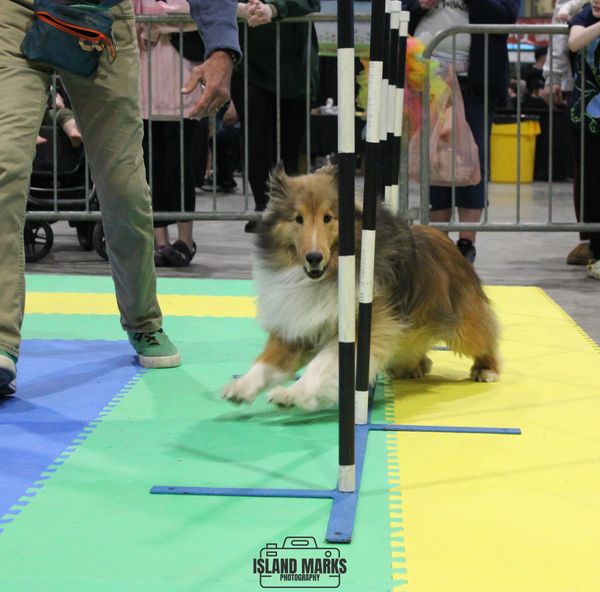 Dog Agility