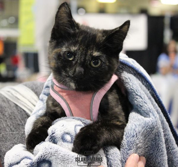 Kitty at NL Pet Expo