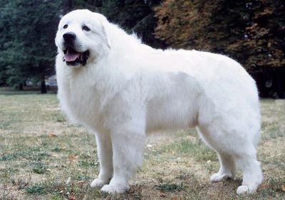 Great pyrenees deals good family dog