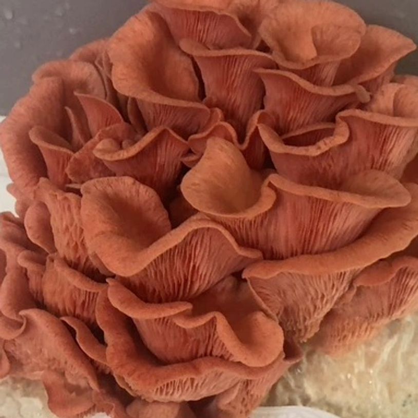 Pink Oyster mushrooms are as beautiful as roses but taste like chicken!
