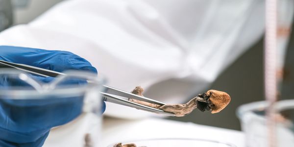 Gloved hand holding dried mushroom with tweezers in a lab setting.