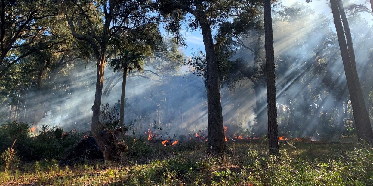 Sunlight beams through smoky forest with small ground fire burning.