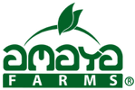 Amaya Farms