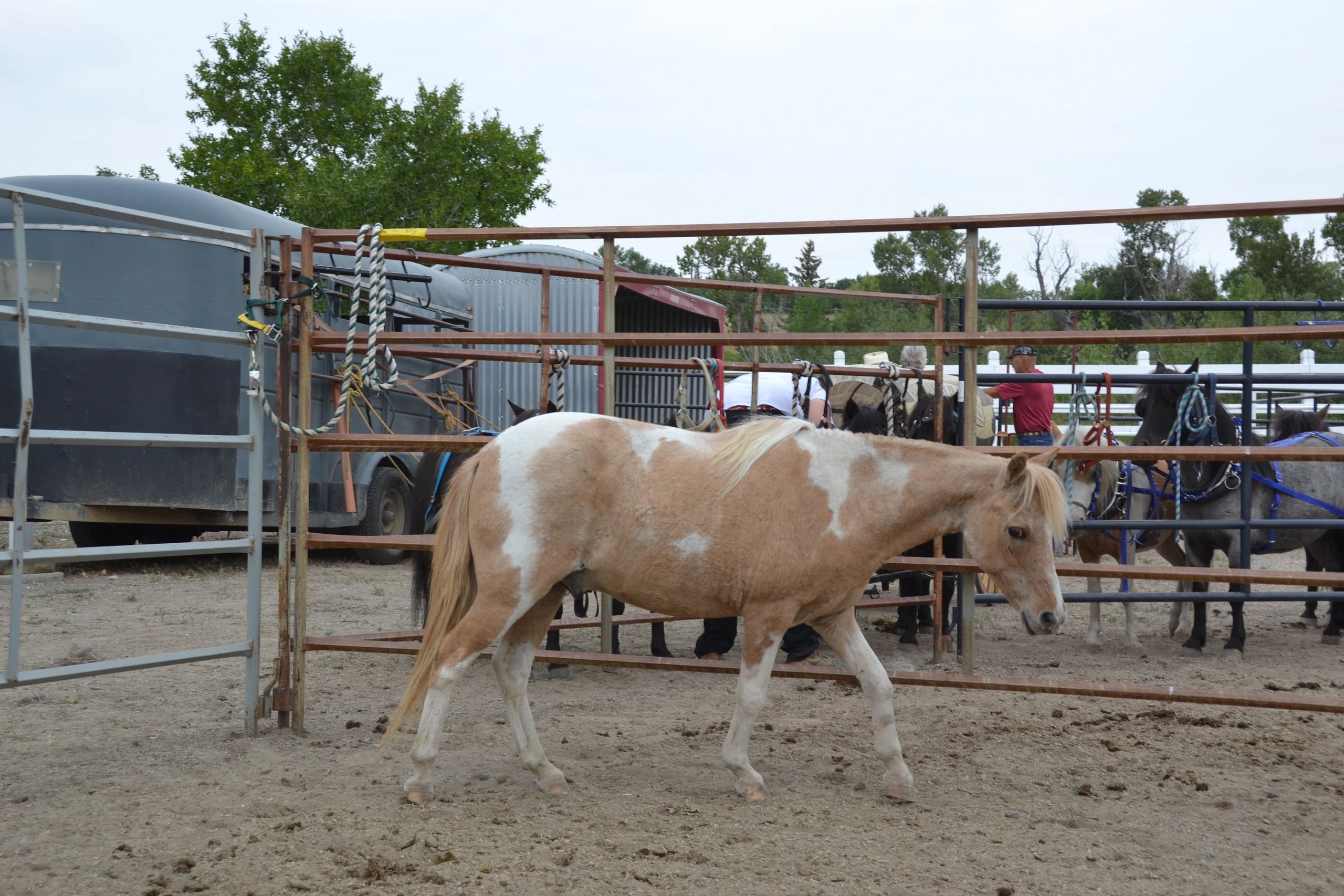 Small Horse Racing | Little Horses Canada