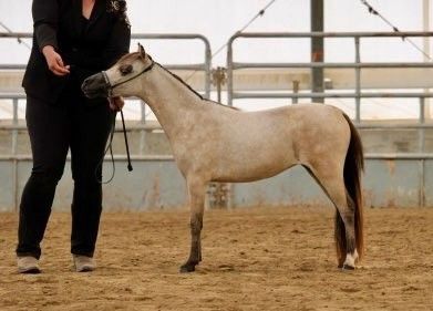 Small Horse Racing | Little Horses Canada