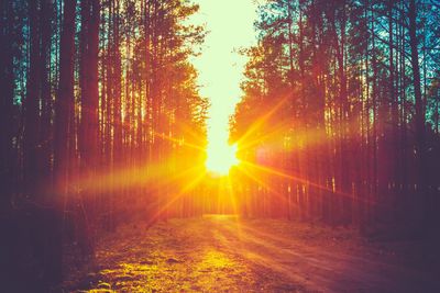 Sunlight streaming through tall pine trees in a forest.