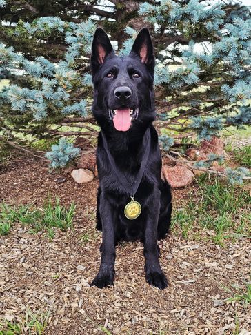 Black German Shepherd with medal sitting outdoors.