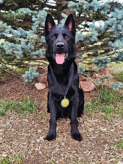 Black German Shepherd sitting outdoors with a medal.