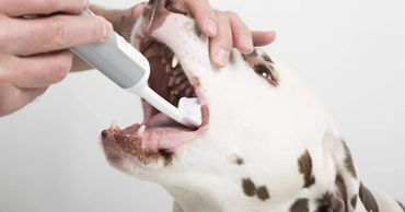 dog teeth cleaning