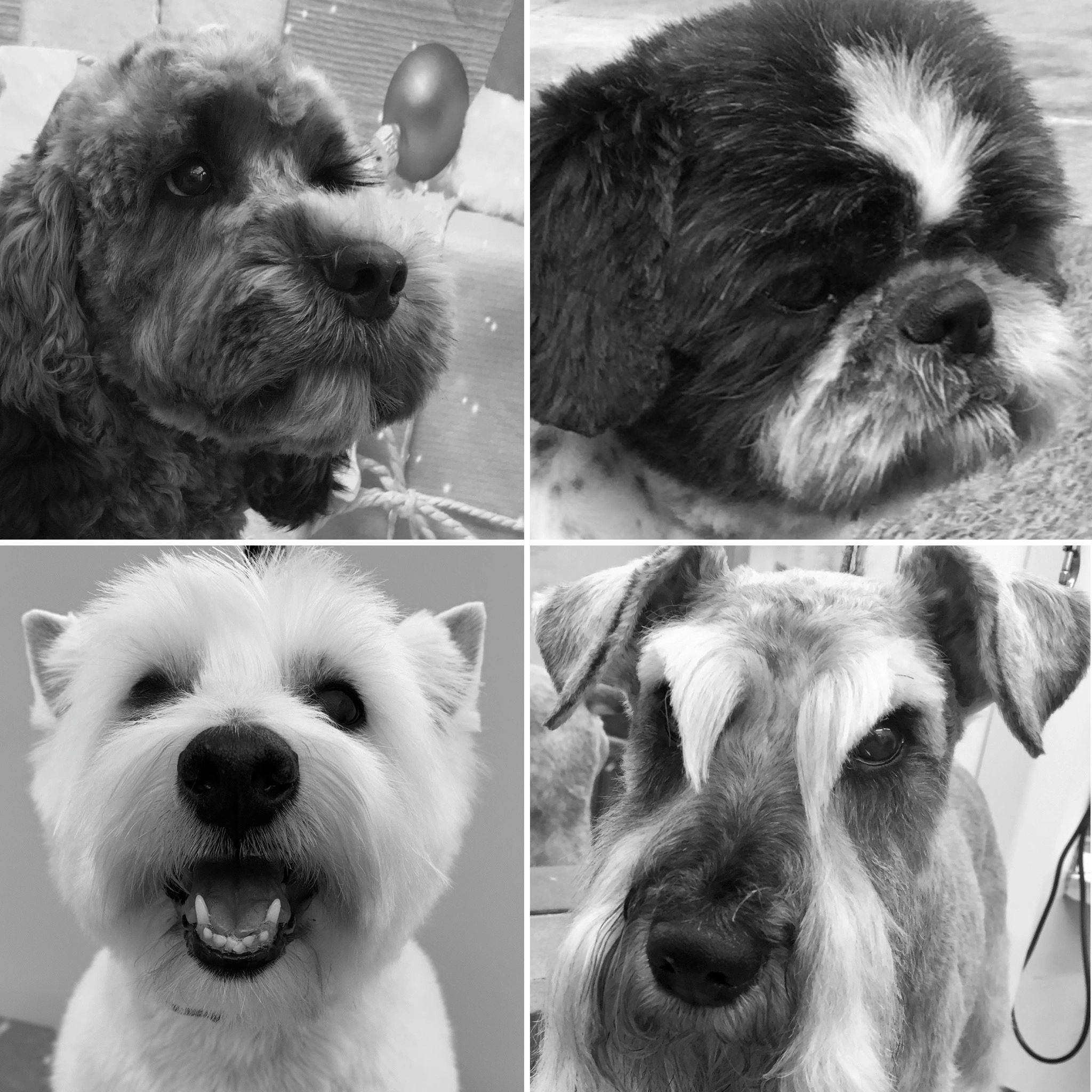 Feeling Groomy Pets' WellBeing & Happiness Certified Salon