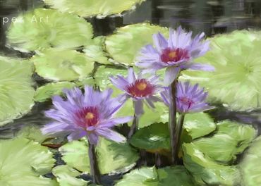 Water lilies are a picture of relaxation.