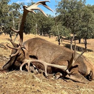 A large elk with impressive antlers resting on dry grass.