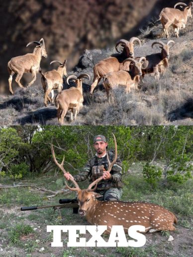 A group of bighorn sheep and a hunter with a deer in Texas.