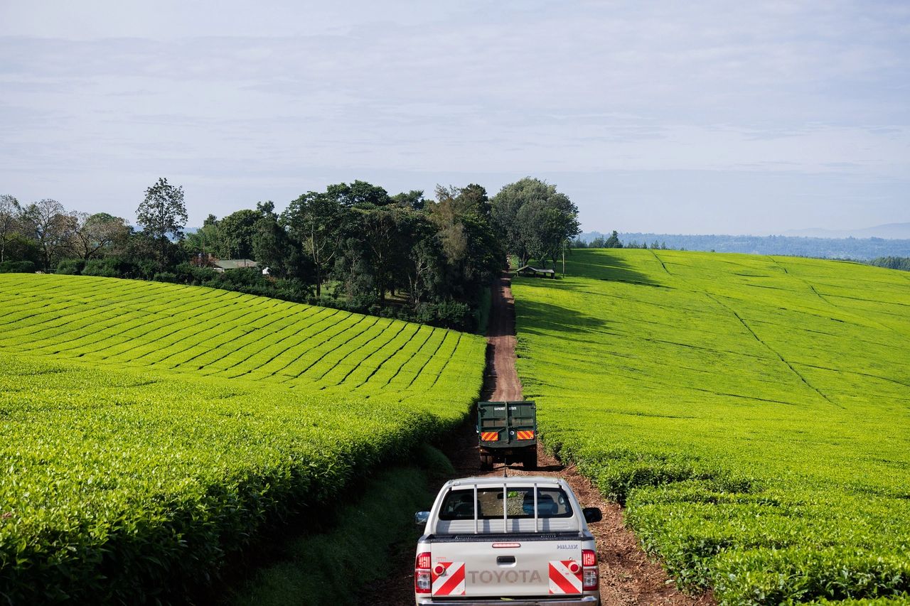 Types of Kenyan Teas and Production Explained - ToasterDing