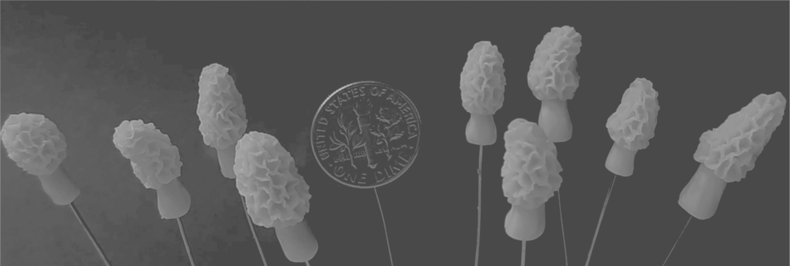 Hand sculpted and cast morel mushrooms aka morchella