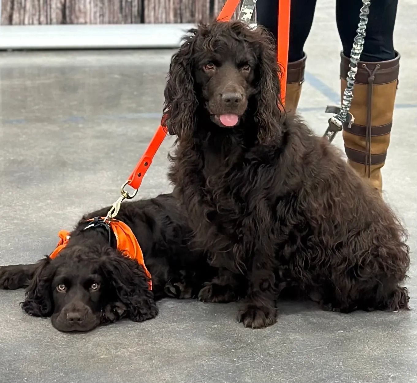Experienced Boykin Spaniel Breeder with Hunting Background